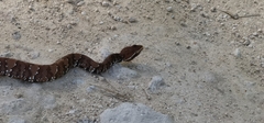 Agkistrodon russeolus