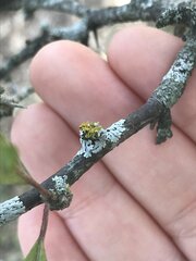 Xanthomendoza weberi