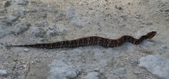 Agkistrodon russeolus