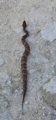 Agkistrodon russeolus