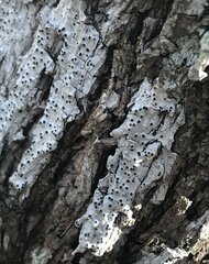 Cresponea chloroconia