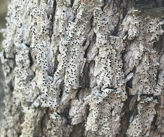 Cresponea chloroconia