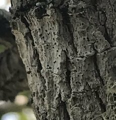 Cresponea chloroconia