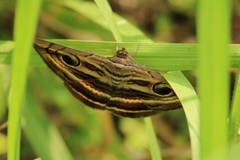 Spirama