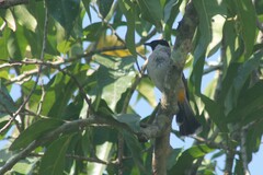 Pycnonotus aurigaster