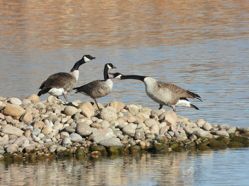 Canada Goose photographed in Colorado