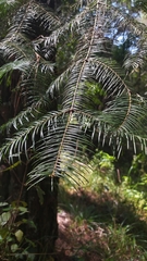 Abies flinckii