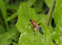 Ctenochares bicolorus