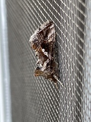Chrysodeixis includens