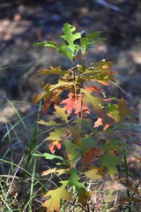 Quercus palustris