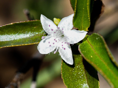 Myoporum