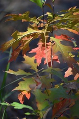 Quercus palustris
