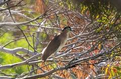 Nycticorax caledonicus