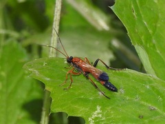 Ctenochares bicolorus