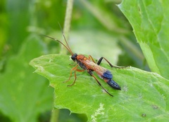 Ctenochares bicolorus