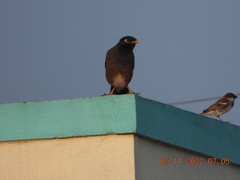 Acridotheres tristis