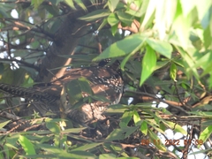 Eudynamys scolopaceus