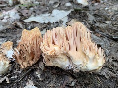 Ramaria formosa