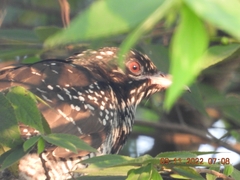 Eudynamys scolopaceus