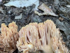 Ramaria formosa