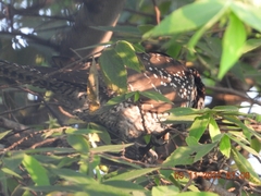 Eudynamys scolopaceus