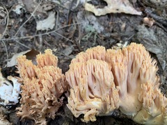 Ramaria formosa