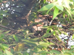 Eudynamys scolopaceus