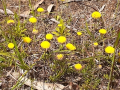 Leptorhynchos squamatus