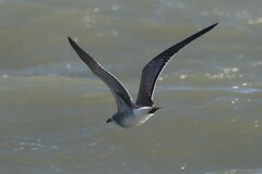 Leucophaeus atricilla