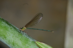 Vestalis gracilis