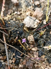 Utricularia caerulea