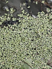 Lemna aequinoctialis