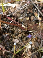 Utricularia caerulea