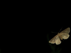 Bleptina caradrinalis