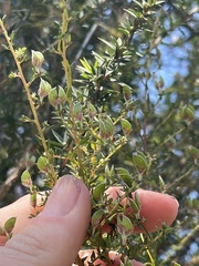 Pultenaea gunnii