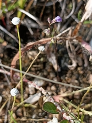 Utricularia caerulea