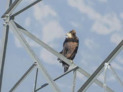 Haliaeetus leucoryphus