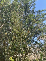 Pultenaea gunnii