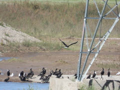 Haliaeetus leucoryphus