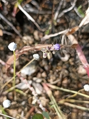 Utricularia caerulea