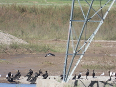 Haliaeetus leucoryphus