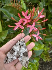 Psilogramma casuarinae