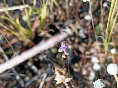 Utricularia caerulea