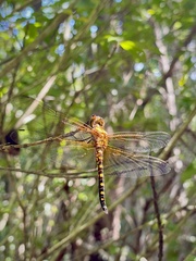 Hydrobasileus brevistylus
