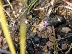Utricularia caerulea