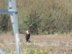 Haliaeetus leucoryphus