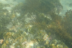 Halichoeres nebulosus