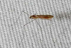 Gonomyia