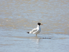 Ichthyaetus ichthyaetus