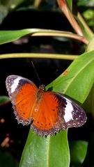 Cethosia penthesilea